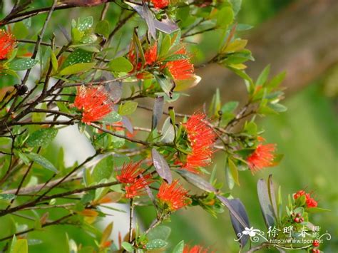 年青蒲桃|花卉库: 年青蒲桃